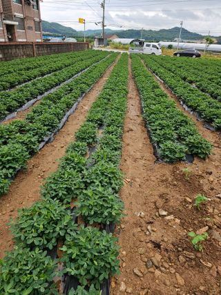 꿀벌과개미님의 귤 · 영농일지 작성글 사진