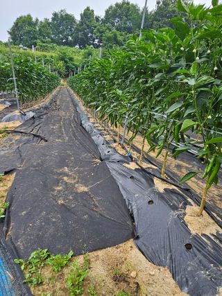 꿀벌과개미님의 귤 · 영농일지 작성글 사진