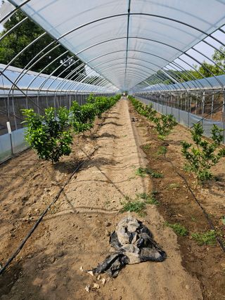 꿀벌과개미님의 귤 · 영농일지 작성글 사진