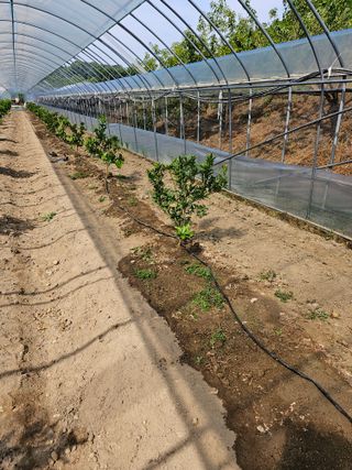 꿀벌과개미님의 귤 · 영농일지 작성글 사진