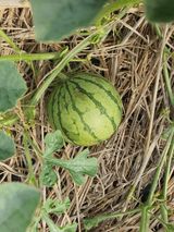 팜모닝 자유주제·자유게시판 게시글 이미지