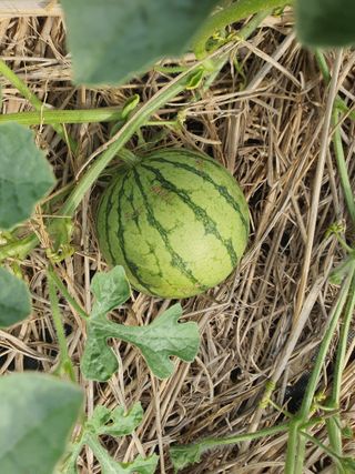 태안남면농부님의 자유주제 · 자유게시판 작성글 사진