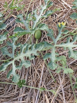 태안남면농부님의 자유주제 · 자유게시판 작성글 사진