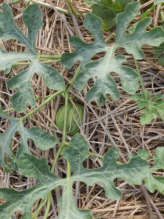 태안남면농부님의 자유주제 · 자유게시판 작성글 사진