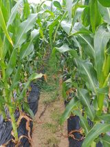 팜모닝 옥수수·영농일지 게시글 이미지