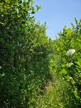 팜모닝 기타작물·영농일지 게시글 이미지