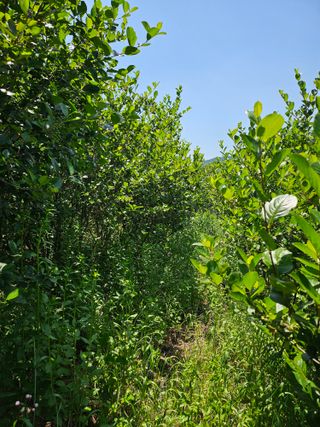 손용재님의 기타작물 · 영농일지 작성글 사진