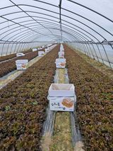 팜모닝 상추·영농일지 게시글 이미지