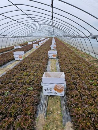 노력하는농민님의 상추 · 영농일지 작성글 사진