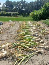 팜모닝 마늘·영농일지 게시글 이미지