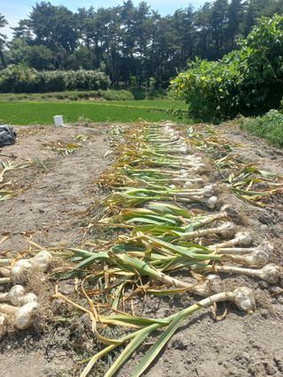 최태순님의 마늘 · 영농일지 작성글 사진