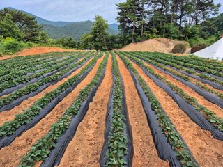 농촌의아들님의 고구마 · 영농일지 작성글 사진