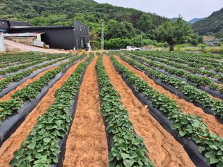 농촌의아들님의 고구마 · 영농일지 작성글 사진