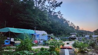 회야농원(정창규)님의 두릅 · 영농일지 작성글 사진