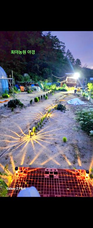 회야농원(정창규)님의 두릅 · 영농일지 작성글 사진