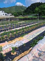 팜모닝 고추·영농일지 게시글 이미지