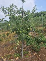 팜모닝 사과·영농일지 게시글 이미지