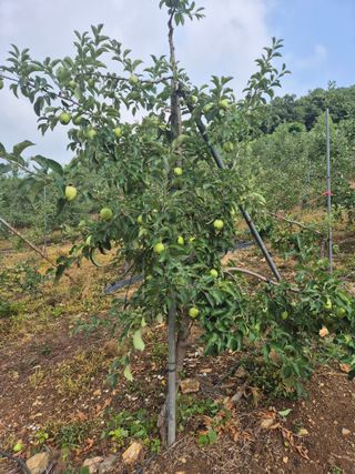 귤19357님의 사과 · 영농일지 작성글 사진