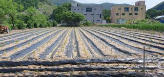 류길복님의 고구마 · 영농일지 작성글 사진