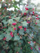 팜모닝 딸기·병해충상담 게시글 이미지