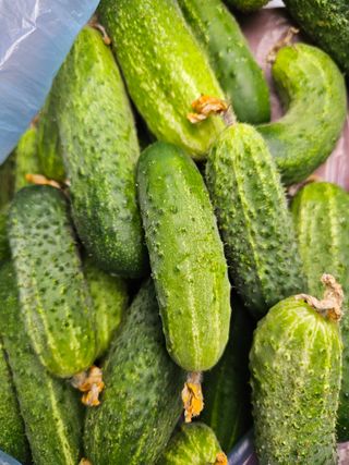 모니카님의 오이 · 영농일지 작성글 사진