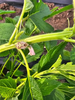 박윤돌님의 농사, 무엇이든 물어보세요! · 참여글 작성글 사진