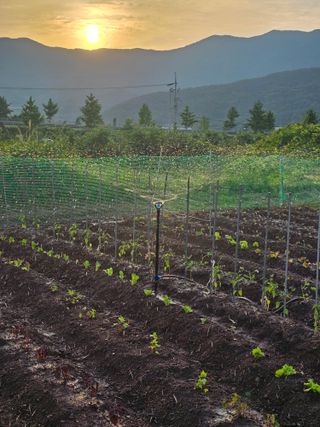 심영진님의 고추 · 영농일지 작성글 사진