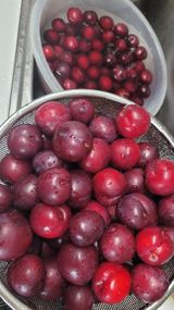 팜모닝 자두·영농일지 게시글 이미지