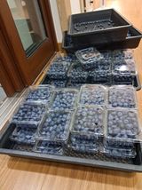 팜모닝 블루베리·영농일지 게시글 이미지