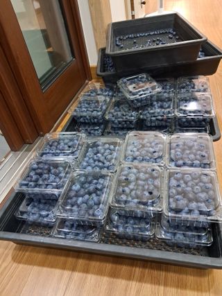 주일현님의 블루베리 · 영농일지 작성글 사진