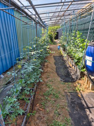 화성시정남면신리님의 토마토 · 영농일지 작성글 사진