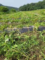 팜모닝 감자·영농일지 게시글 이미지