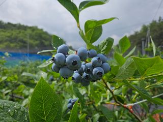 최환식 님의 블루베리 · 영농일지 작성글 사진