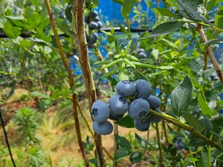 최환식 님의 블루베리 · 영농일지 작성글 사진