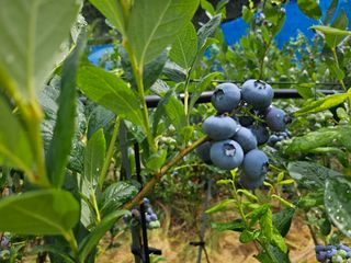 최환식 님의 블루베리 · 영농일지 작성글 사진