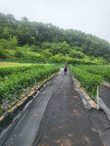 팜모닝 고추·영농일지 게시글 이미지