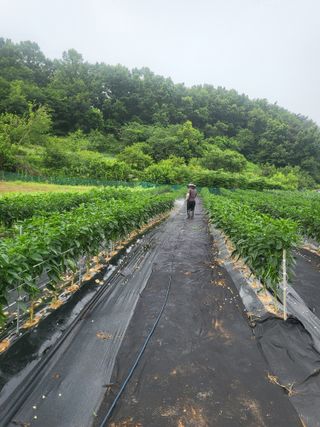 토마토14899님의 고추 · 영농일지 작성글 사진