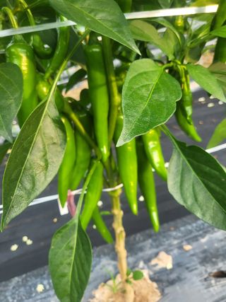 토마토14899님의 고추 · 영농일지 작성글 사진