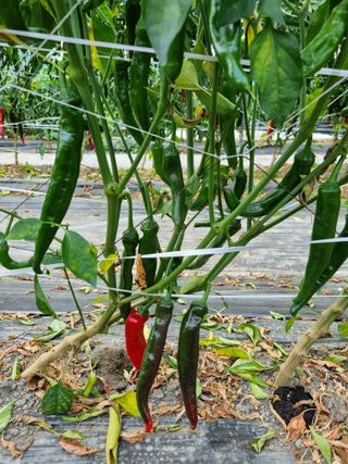 곰재골사나이님의 고추 · 영농일지 작성글 사진