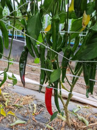 곰재골사나이님의 고추 · 영농일지 작성글 사진