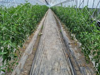 곰재골사나이님의 고추 · 영농일지 작성글 사진