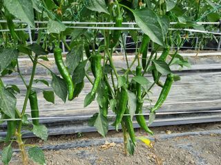 곰재골사나이님의 고추 · 영농일지 작성글 사진