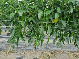 곰재골사나이님의 고추 · 영농일지 작성글 사진