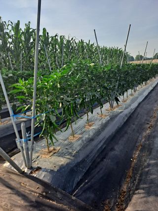 호박 정정호님의 고추 · 영농일지 작성글 사진