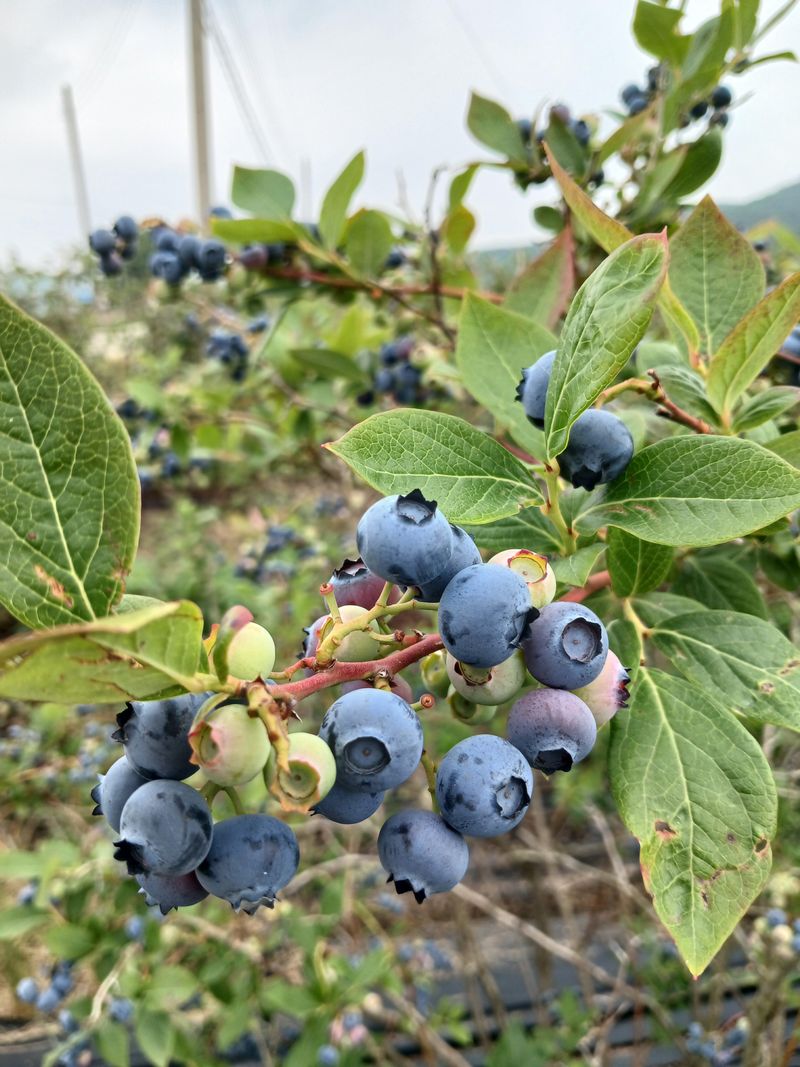 장터 상품 [블루베리 1kg] 썸네일