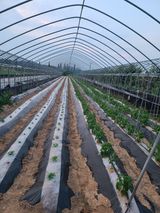 팜모닝 참깨·영농일지 게시글 이미지