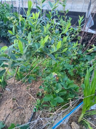 조귀연님의 참깨 · 영농일지 작성글 사진