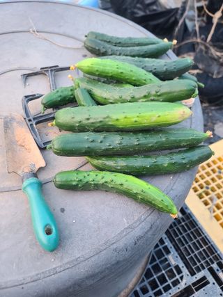 조귀연님의 참깨 · 영농일지 작성글 사진