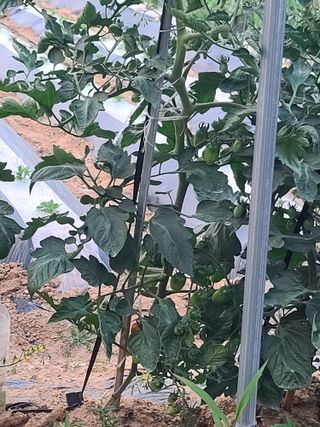 조귀연님의 참깨 · 영농일지 작성글 사진