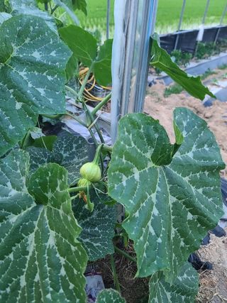 조귀연님의 참깨 · 영농일지 작성글 사진